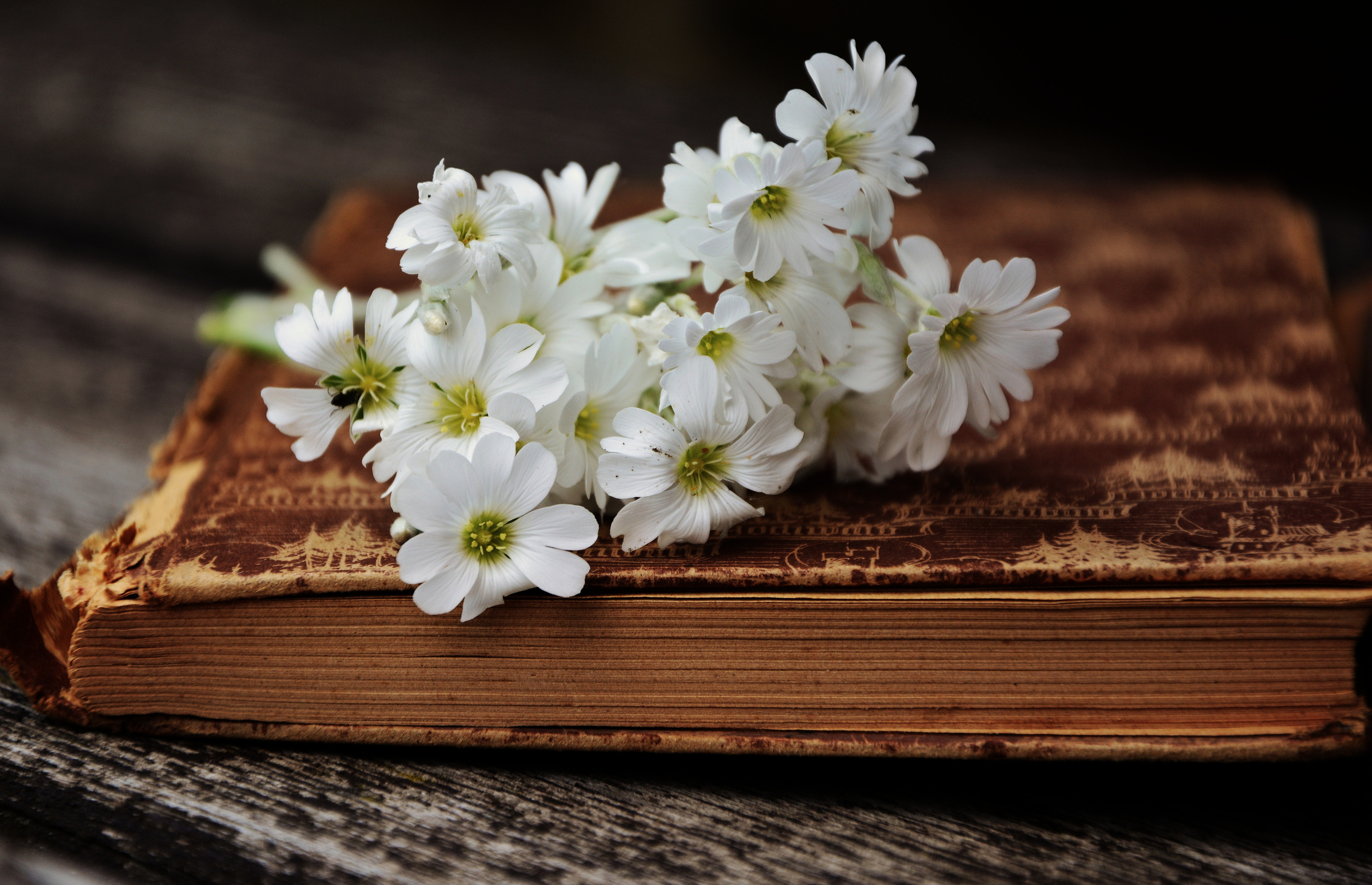 Flowers on a Book